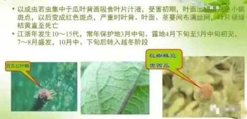 西瓜病虫害防治和水肥营养管理