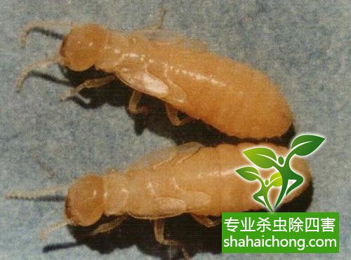 深圳白蚁防治公司:白蚁防治方案