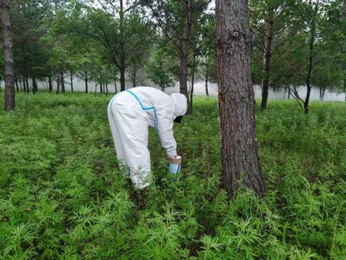 守护绿水青山 呼伦贝尔市直属柴河林业局扎实推进病虫害防治工作